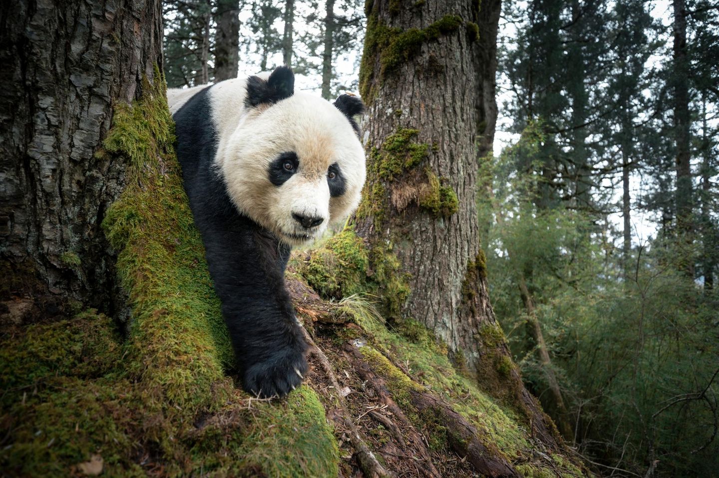 Panda klettert im Wald