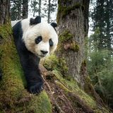Panda klettert im Wald