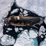 Eisbär sitzt auf Walkadaver