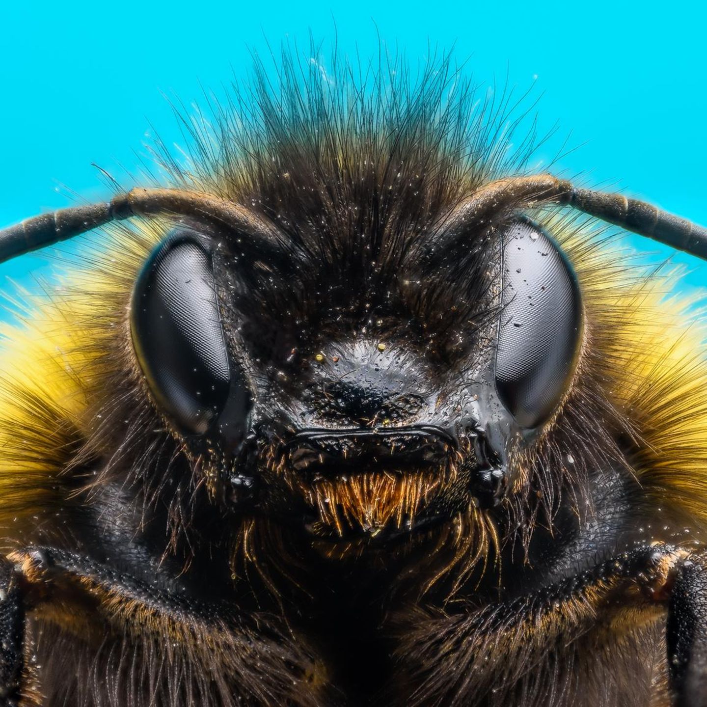 Hummeln haben ein Gehirn von der Größe eines Sesamkorns. Und sind damit die Superhirne der Insektenwelt