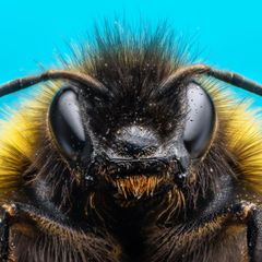 Hummeln haben ein Gehirn von der Größe eines Sesamkorns. Und sind damit die Superhirne der Insektenwelt