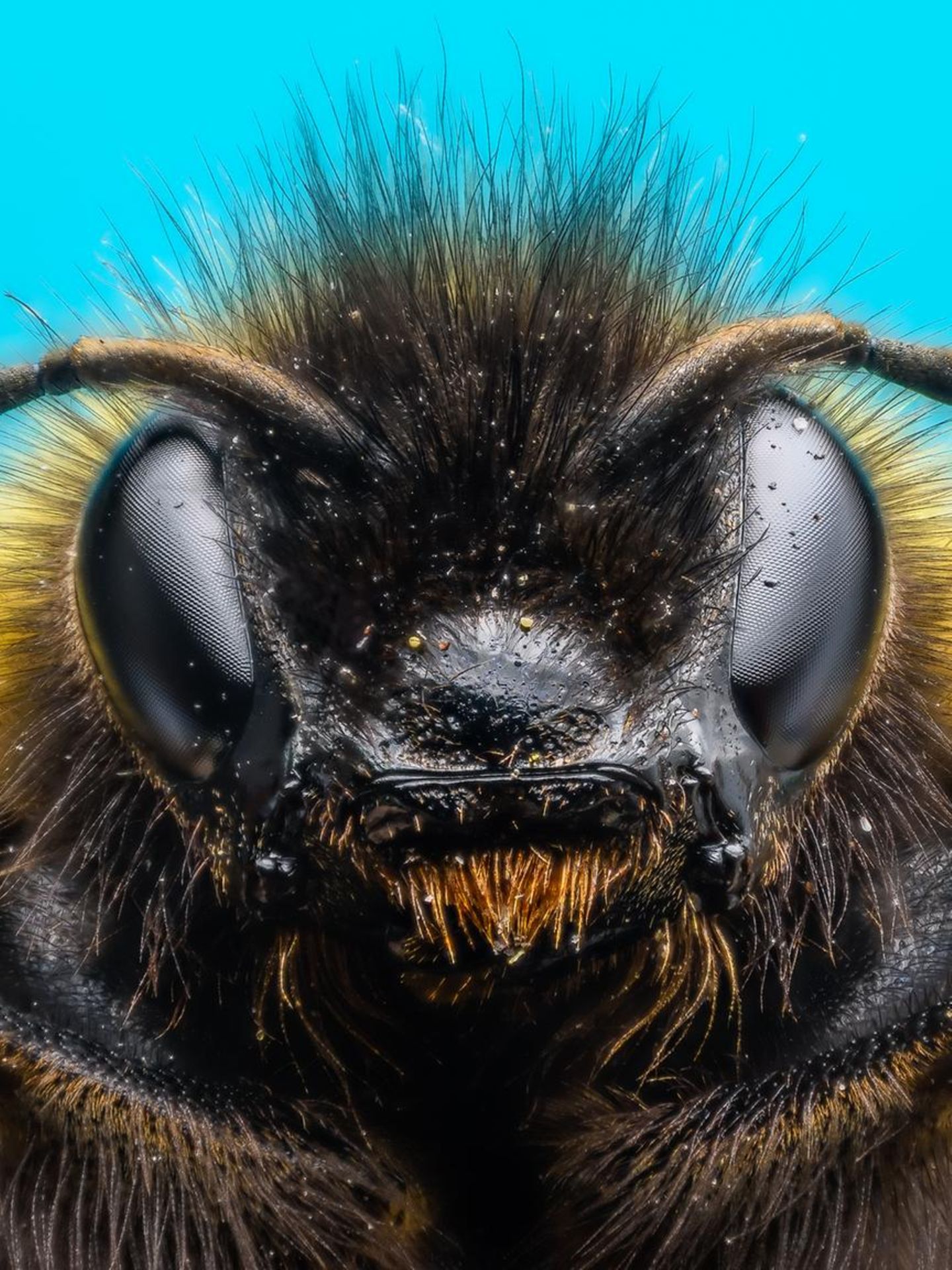 Hummeln haben ein Gehirn von der Größe eines Sesamkorns. Und sind damit die Superhirne der Insektenwelt