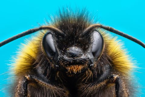 Hummeln haben ein Gehirn von der Größe eines Sesamkorns. Und sind damit die Superhirne der Insektenwelt