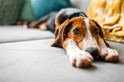 Hunde mit Schmerzen liegt auf dem Sofa