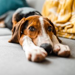 Hunde mit Schmerzen liegt auf dem Sofa
