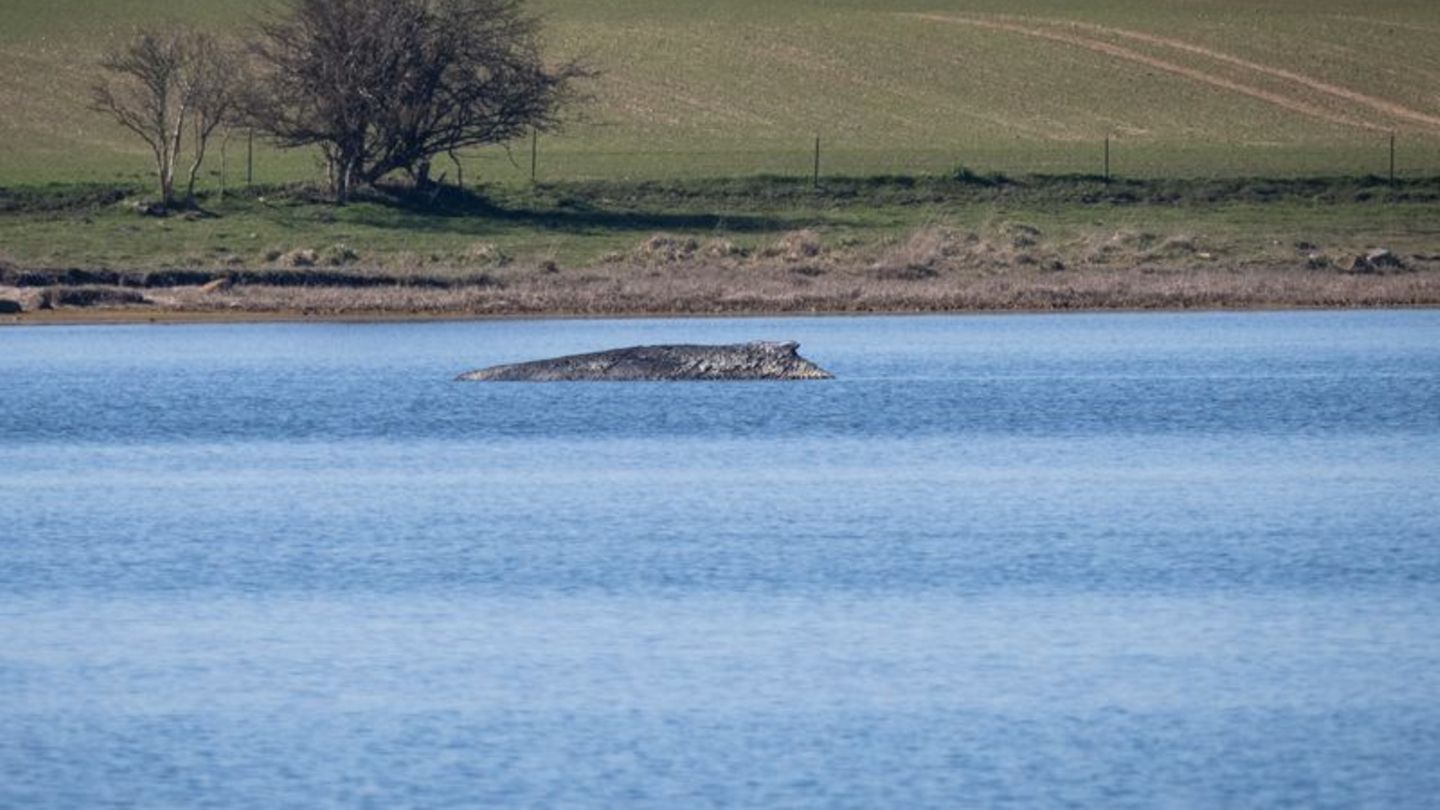 Nicht nur heute, sondern schon vor Jahrhunderten bewegte das Auftauchen von Walen an der Ostseeküste die Menschen stark. Der Bli