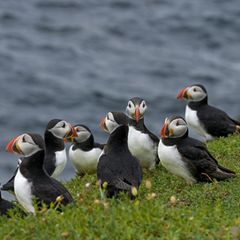 Group of Puffins (Fratercula arctica) perched on cliff top, Great Saltee Island, County Wexford, Republic of Ireland