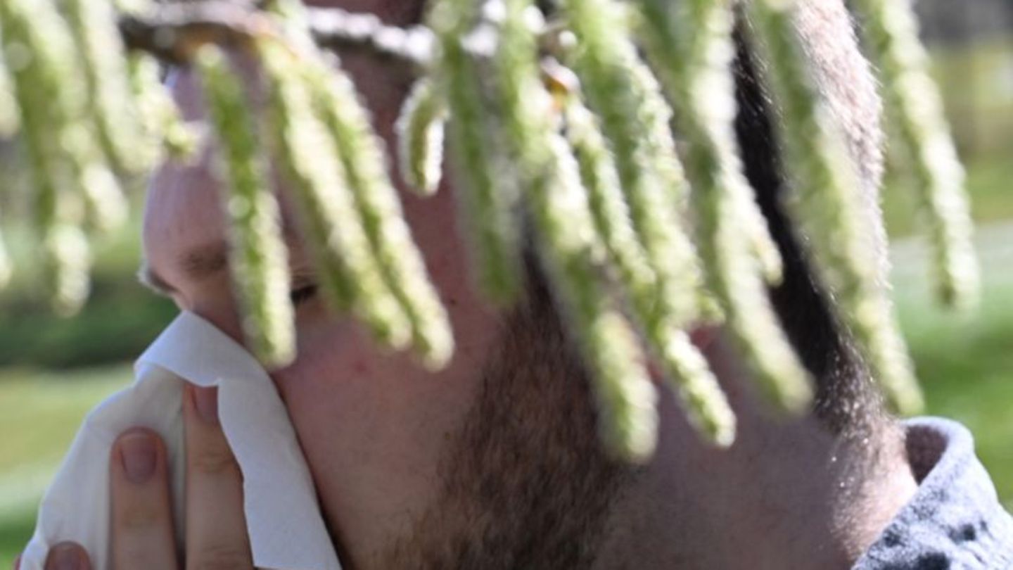 Birkenpollen sind nun auf dem Saisonhöhepunkt. (Symbolbild) Foto: Bernd Weißbrod/dpa