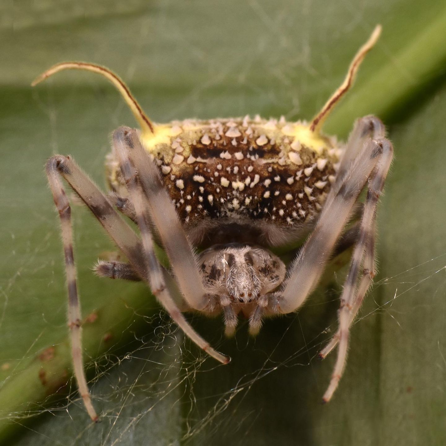 Täuscht eine Pilzinfektion vor: die Spinne Taczanowskia waska aus dem Regenwald Ecuadors