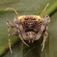 Täuscht eine Pilzinfektion vor: die Spinne Taczanowskia waska aus dem Regenwald Ecuadors