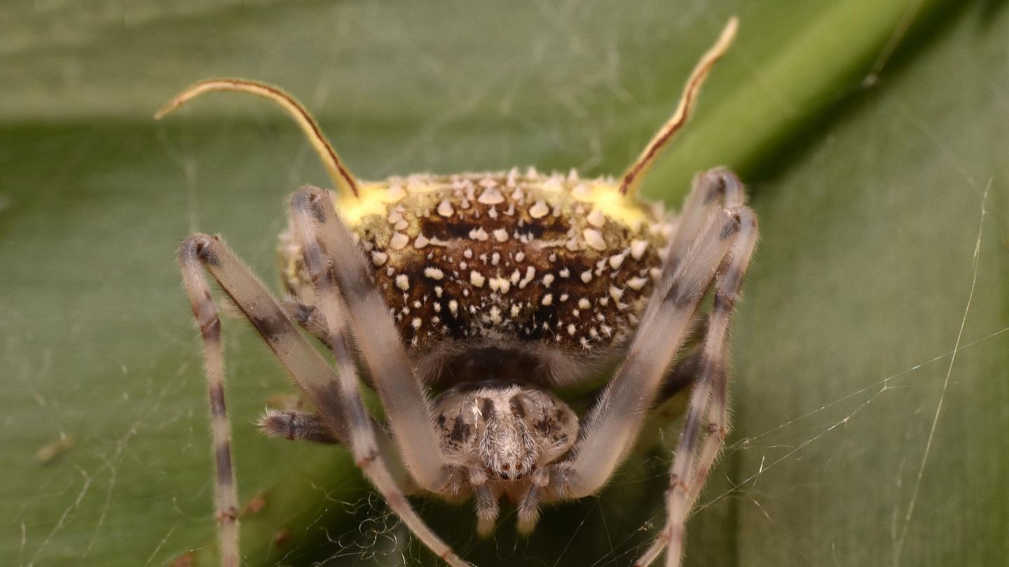Täuscht eine Pilzinfektion vor: die Spinne Taczanowskia waska aus dem Regenwald Ecuadors