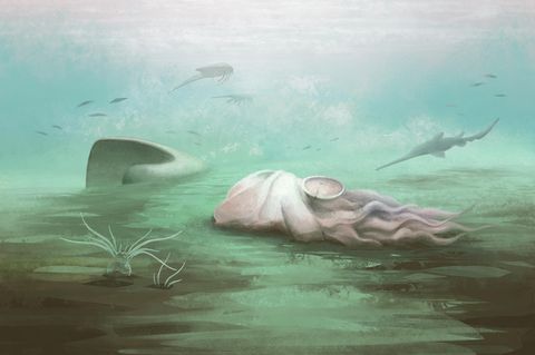 Künstlerische Rekonstruktion des Fossils Pohlsepia mazonensis