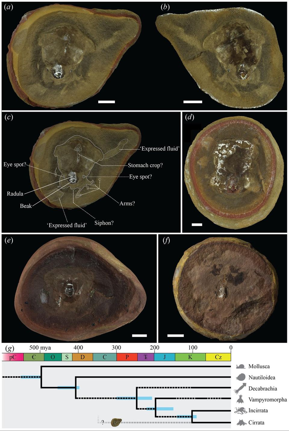 Diese Grafik zeigt die Anatomie des Fossils Pohlsepia mazonensis