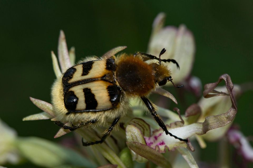 Ein möglicher Gast im Käferkeller ist der Gebänderte Pinselkäfer (Trichius fasciatus)