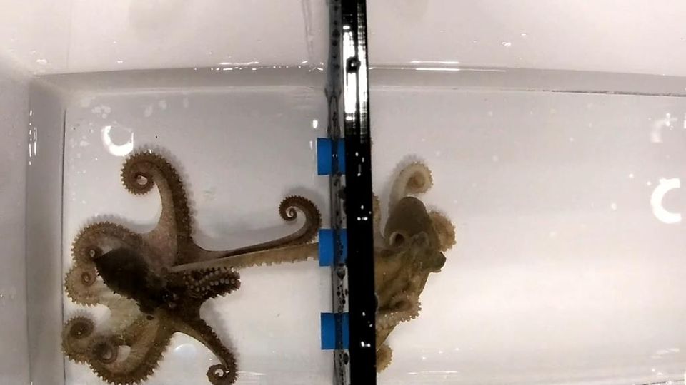 So paaren sich Oktopusse