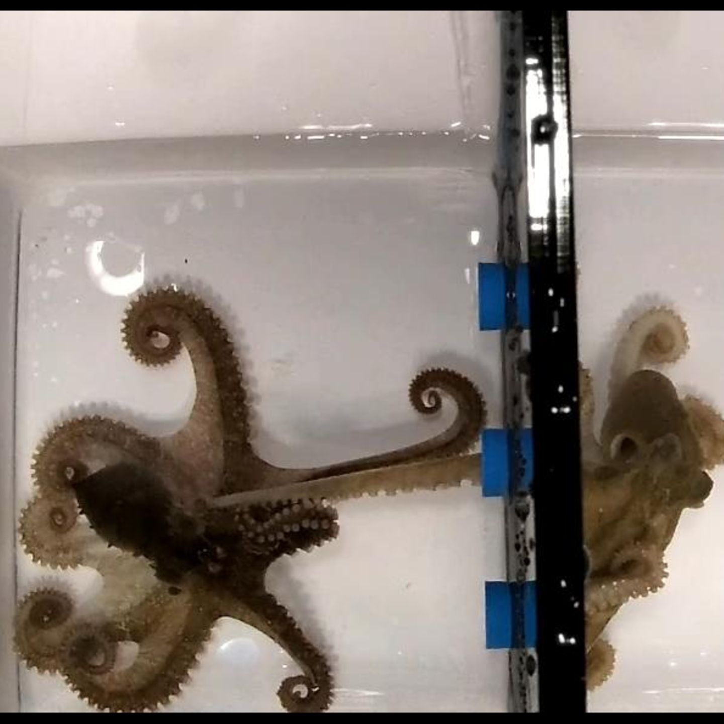 So paaren sich Oktopusse