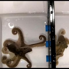 So paaren sich Oktopusse