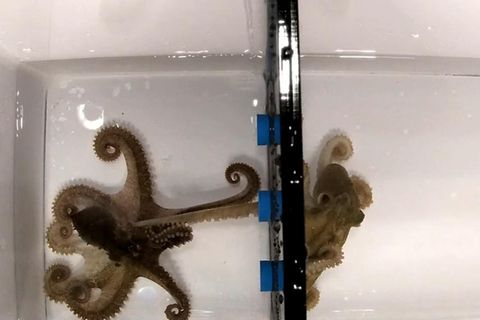 So paaren sich Oktopusse