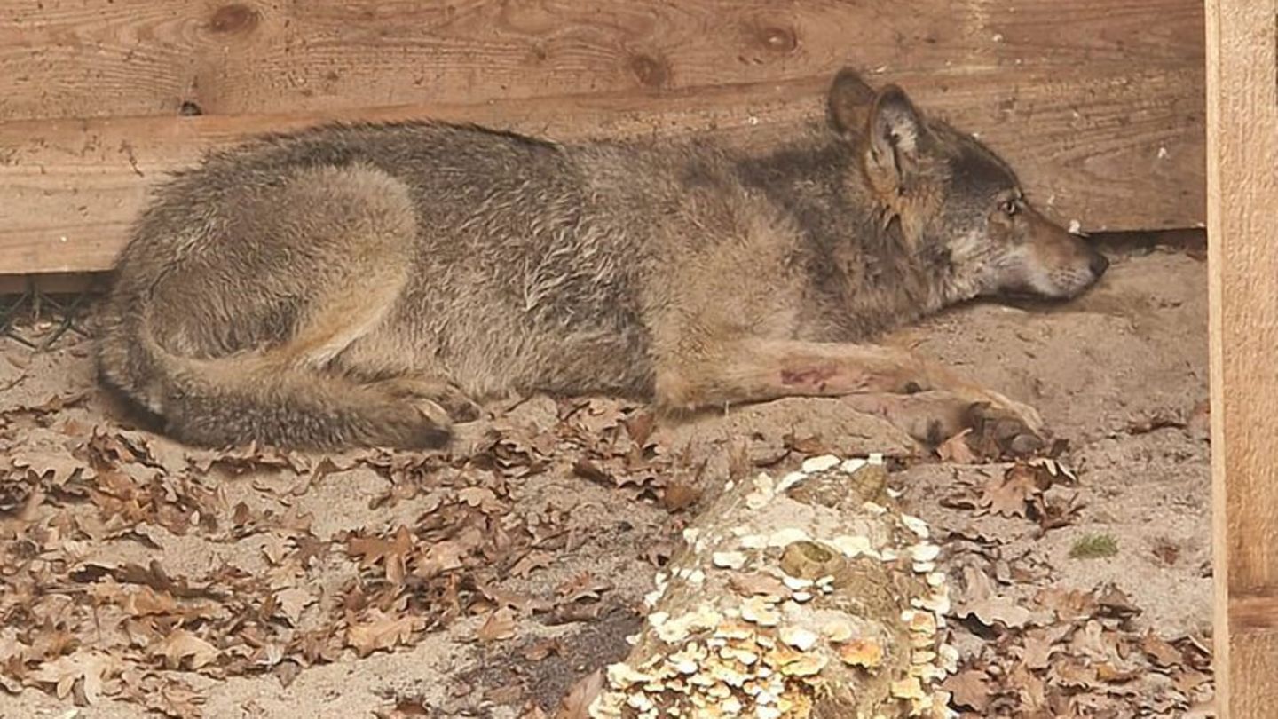 Der Wolf, der eine Frau in Hamburg verletzt hat, lag in einer Wildtierauffangstation bei Sachsenhagen. (Handout) Foto: Umweltbeh