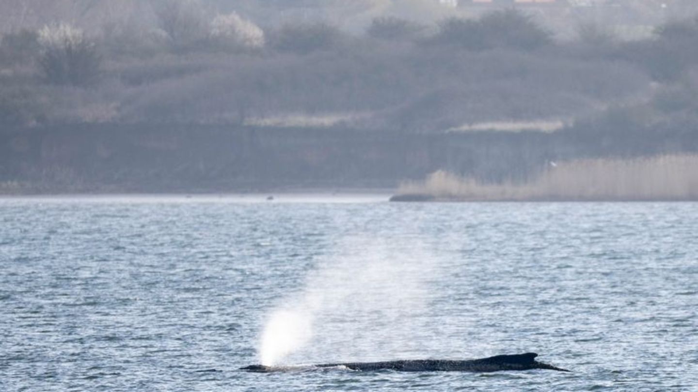 Der in der Ostsee liegende Wal beschäftigt seit Tagen Menschen in zahlreichen Ländern. (Archivbild) Foto: Philip Dulian/dpa