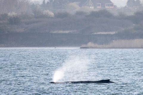 Der in der Ostsee liegende Wal beschäftigt seit Tagen Menschen in zahlreichen Ländern. (Archivbild) Foto: Philip Dulian/dpa