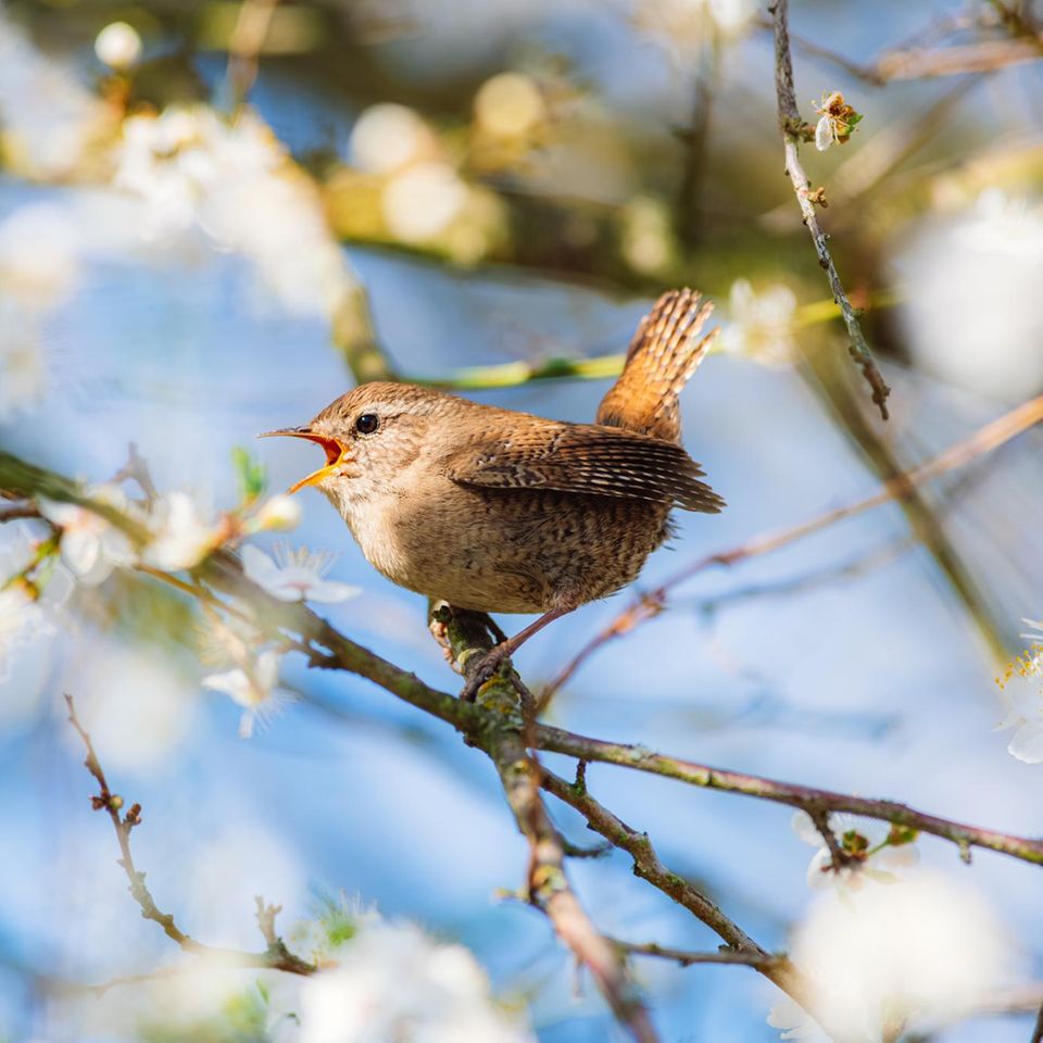 Zaunkönig im Frühlingsbaum