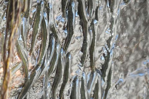 Zu Tausenden "kleben" die Fische am Ende der Regenzeit am senkrecht abfallenden Felsen des Luvilombo-Wasserfalls