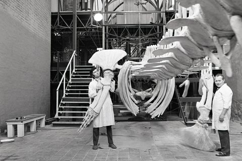 Aufhängung des Finnwalskeletts