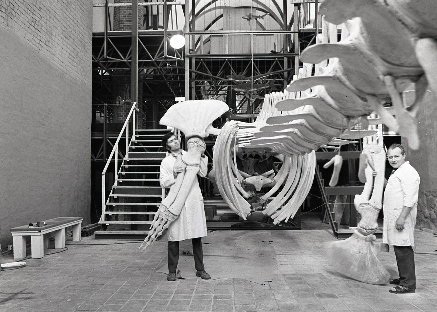 Aufhängung des Finnwalskeletts