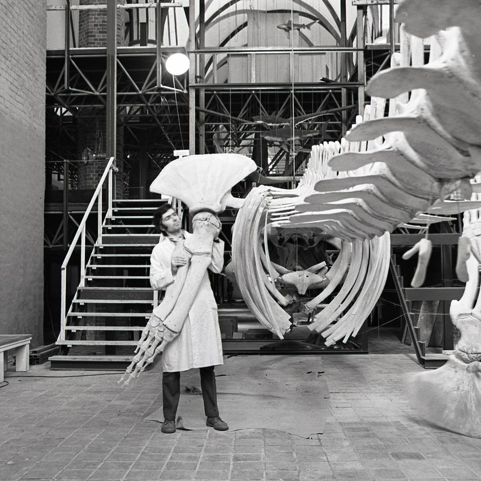 Aufhängung des Finnwalskeletts