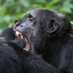 Schreiender Schimpanse