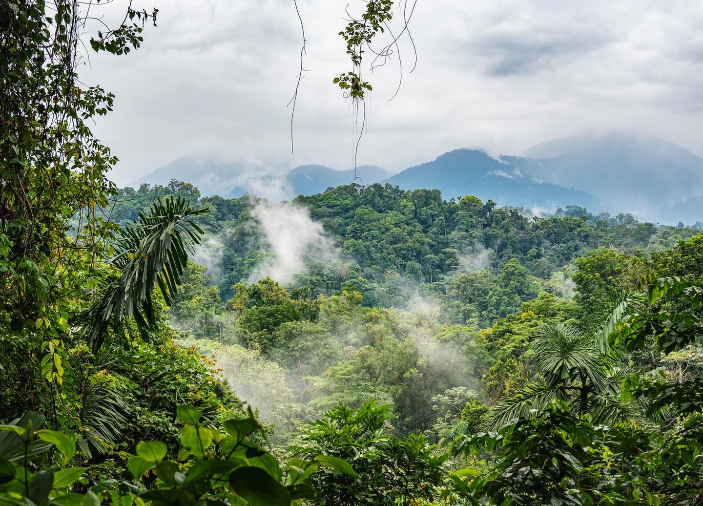 Regenwald Costa Rica