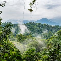 Regenwald Costa Rica