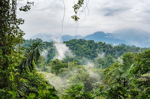 Regenwald Costa Rica