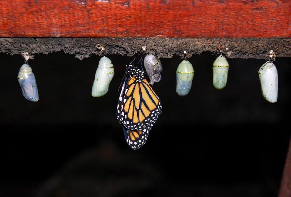 Schmetterling und Puppen