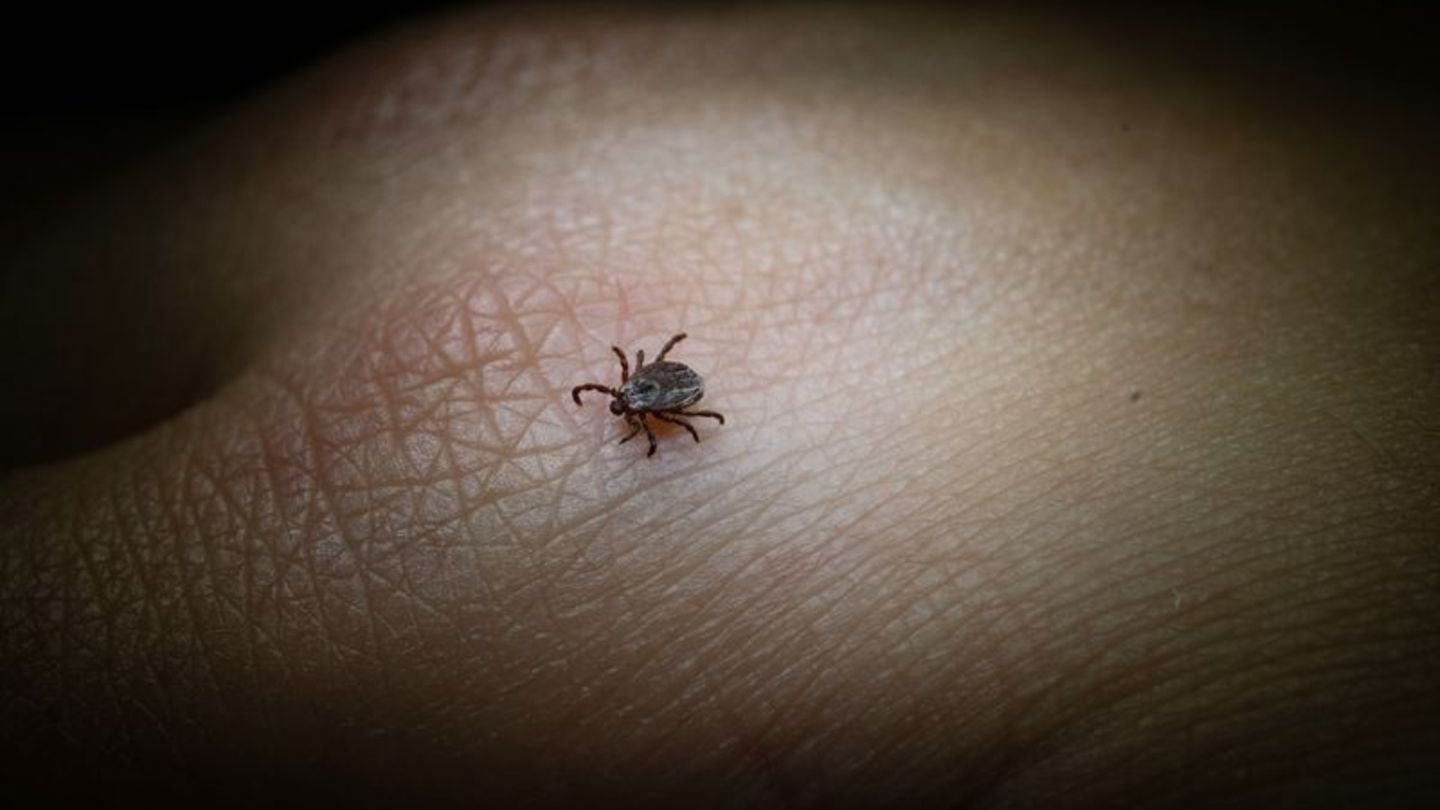 FSME und Borreliose: Diese beiden Erkrankungen können Zecken übertragen, wenn sie selbst mit den Erregern infiziert sind. Foto: