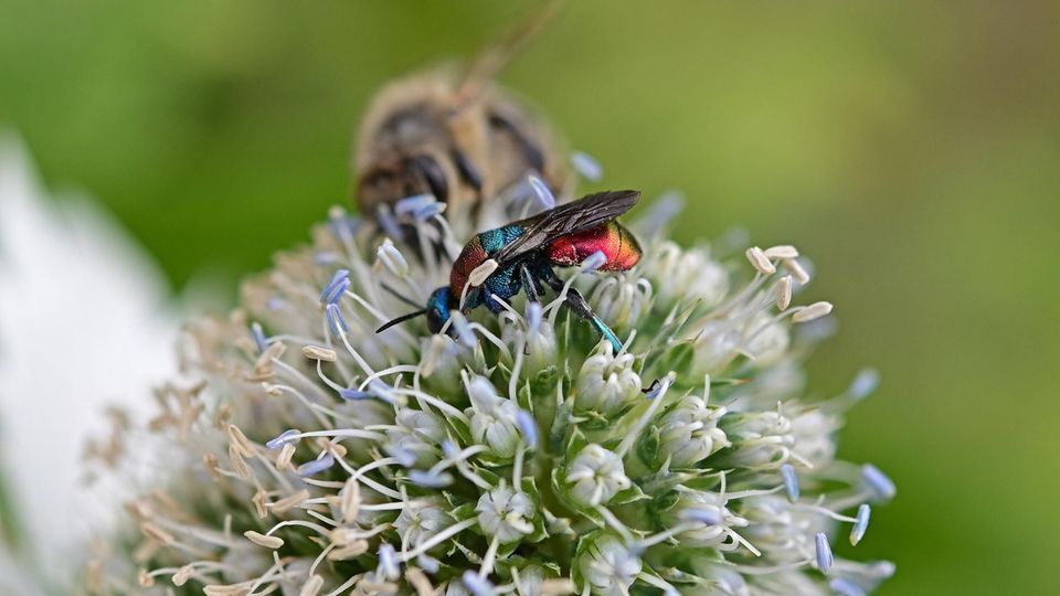 Goldwespe im Naturgarten