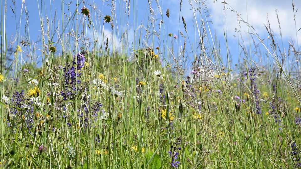 Den Rasenmäher öfter mal stehen zu lassen und stattdessen natürliche Entwicklungen zu beobachten kann laut Antje Arnold zu mehr Gelassenheit führen