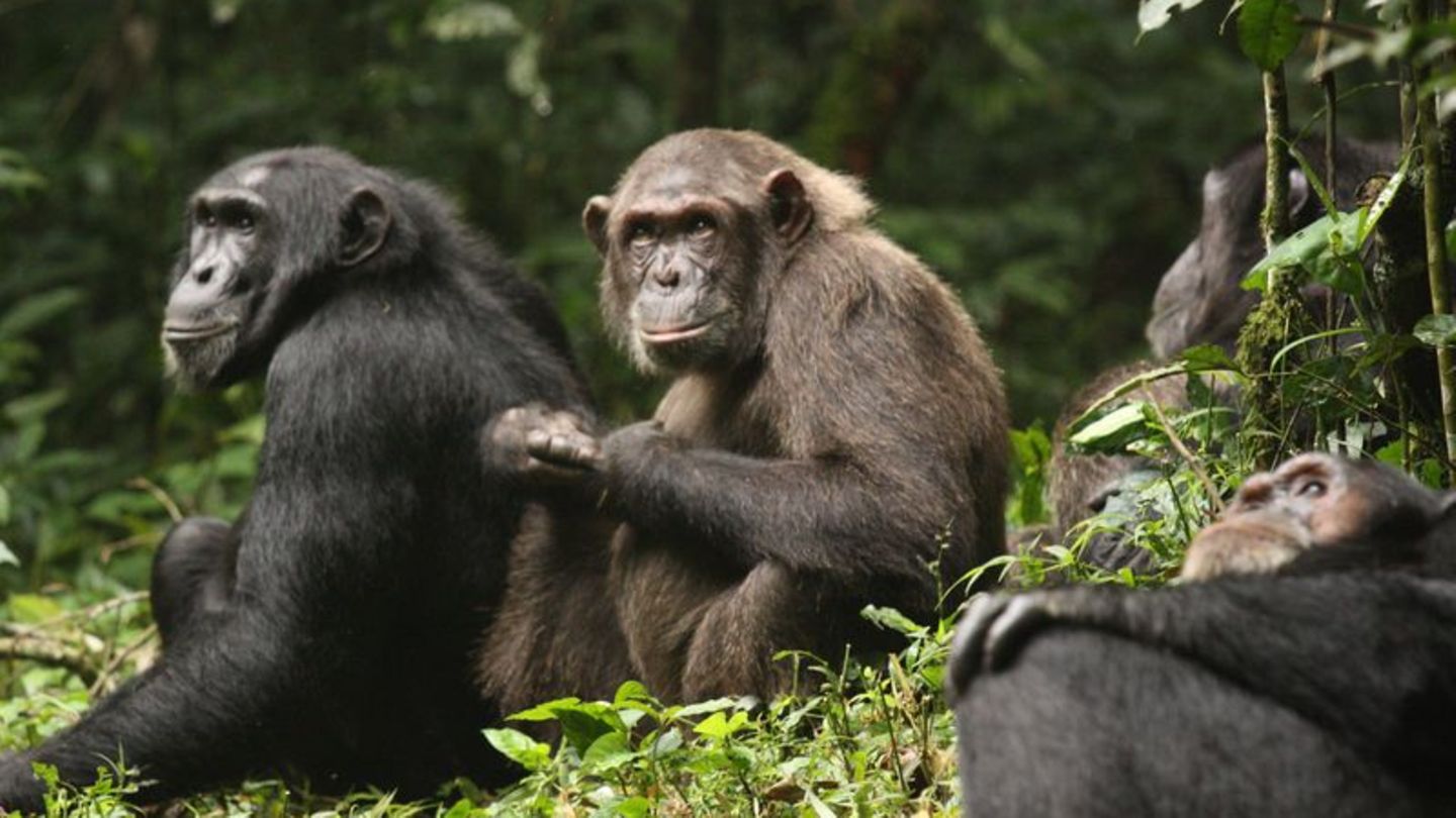 Erstmals haben Forschende über Jahrzehnte dokumentiert, wie sich eine Schimpansengemeinschaft zunächst in zwei Lager spaltet und