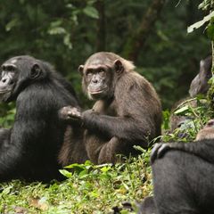 Erstmals haben Forschende über Jahrzehnte dokumentiert, wie sich eine Schimpansengemeinschaft zunächst in zwei Lager spaltet und