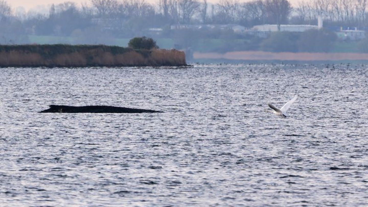 Auch am Freitagmorgen bleibt die Lage des vor der Insel Poel gestrandeten Buckelwals unverändert. (Symbolbild) Foto: Marcus Gole