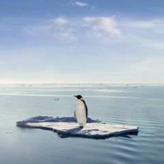 Weckruf aus der Antarktis: Der Kaiserpinguin gilt jetzt als stark gefährdete Art