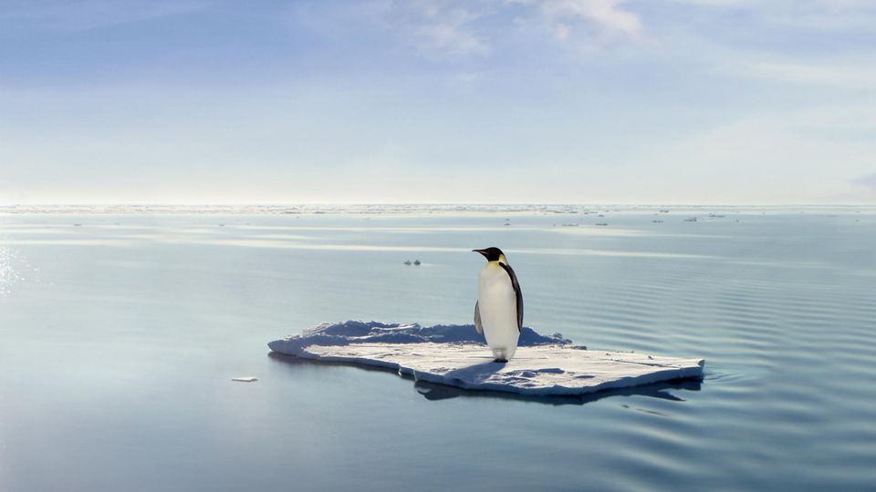 Weckruf aus der Antarktis: Der Kaiserpinguin gilt jetzt als stark gefährdete Art