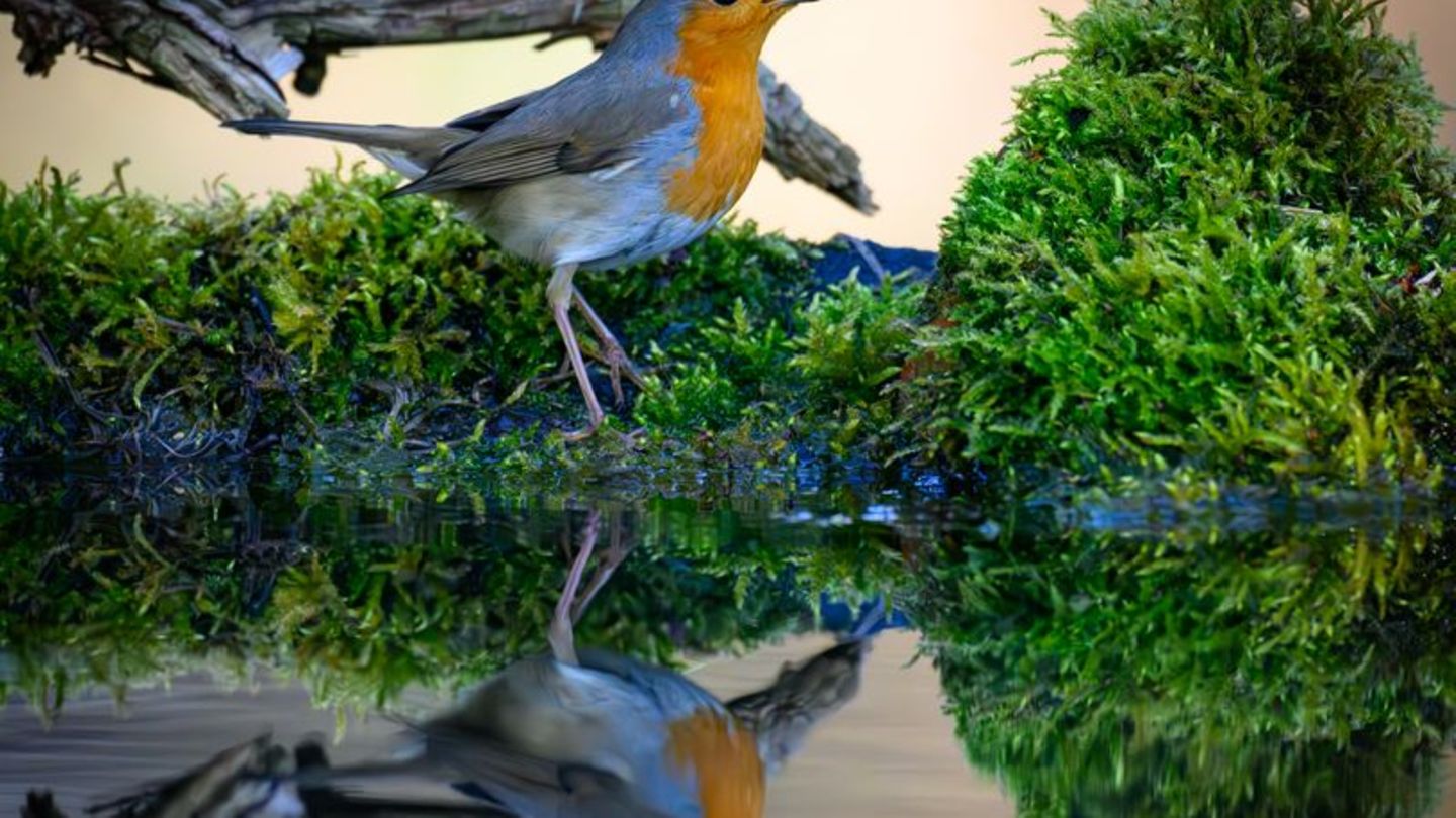 Der Gesang des Rotkehlchens ist eine Abfolge hoher Töne, die laut Nabu in einer perlenden Strophe enden. (Symbolbild) Foto: Patr