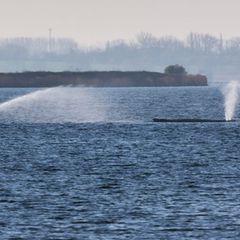 Der Buckelwal liegt am frühen Vormittag noch immer auf einer Sandbank vor der Insel Poel. Foto: Marcus Golejewski/dpa