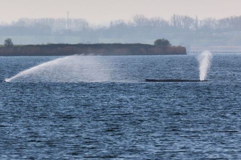 Der Buckelwal liegt am frühen Vormittag noch immer auf einer Sandbank vor der Insel Poel. Foto: Marcus Golejewski/dpa