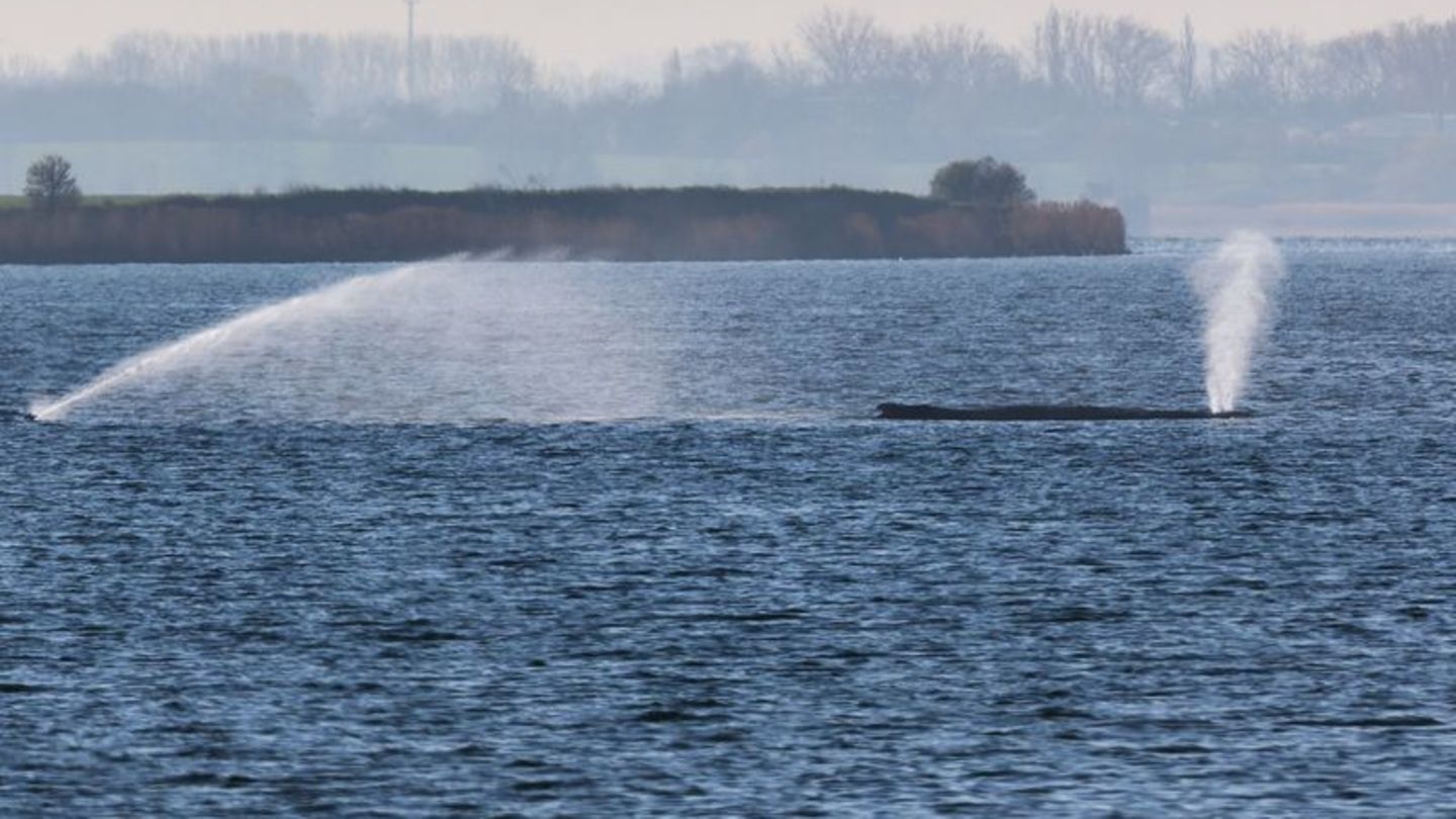 Der Buckelwal liegt am frühen Vormittag noch immer auf einer Sandbank vor der Insel Poel. Foto: Marcus Golejewski/dpa
