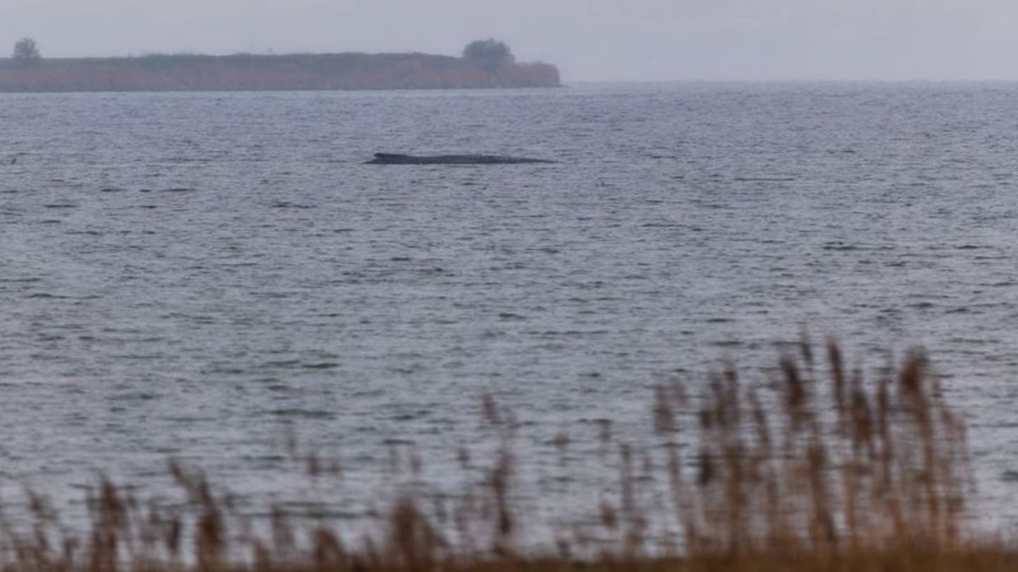 Der Buckelwal atmet inzwischen schwächer. Foto: Marcus Golejewski/dpa