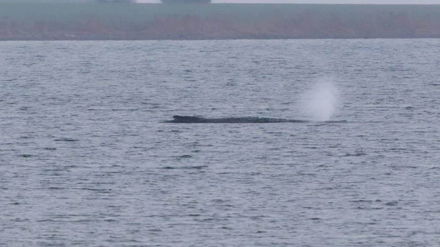 Der Zustand des gestrandeten Wals vor der Insel Poel ist unverändert. (Archivbild) Foto: Marcus Golejewski/dpa