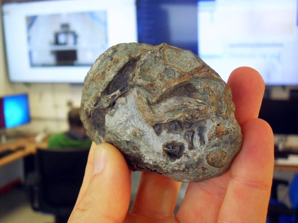 Ei eines Säugetier-Vorfahrens